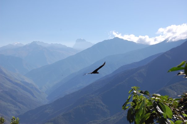 Condor flying in the Andes in Bolivia.