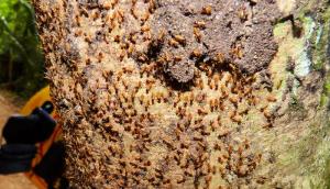 Yummy Termites on Tree in Jungle