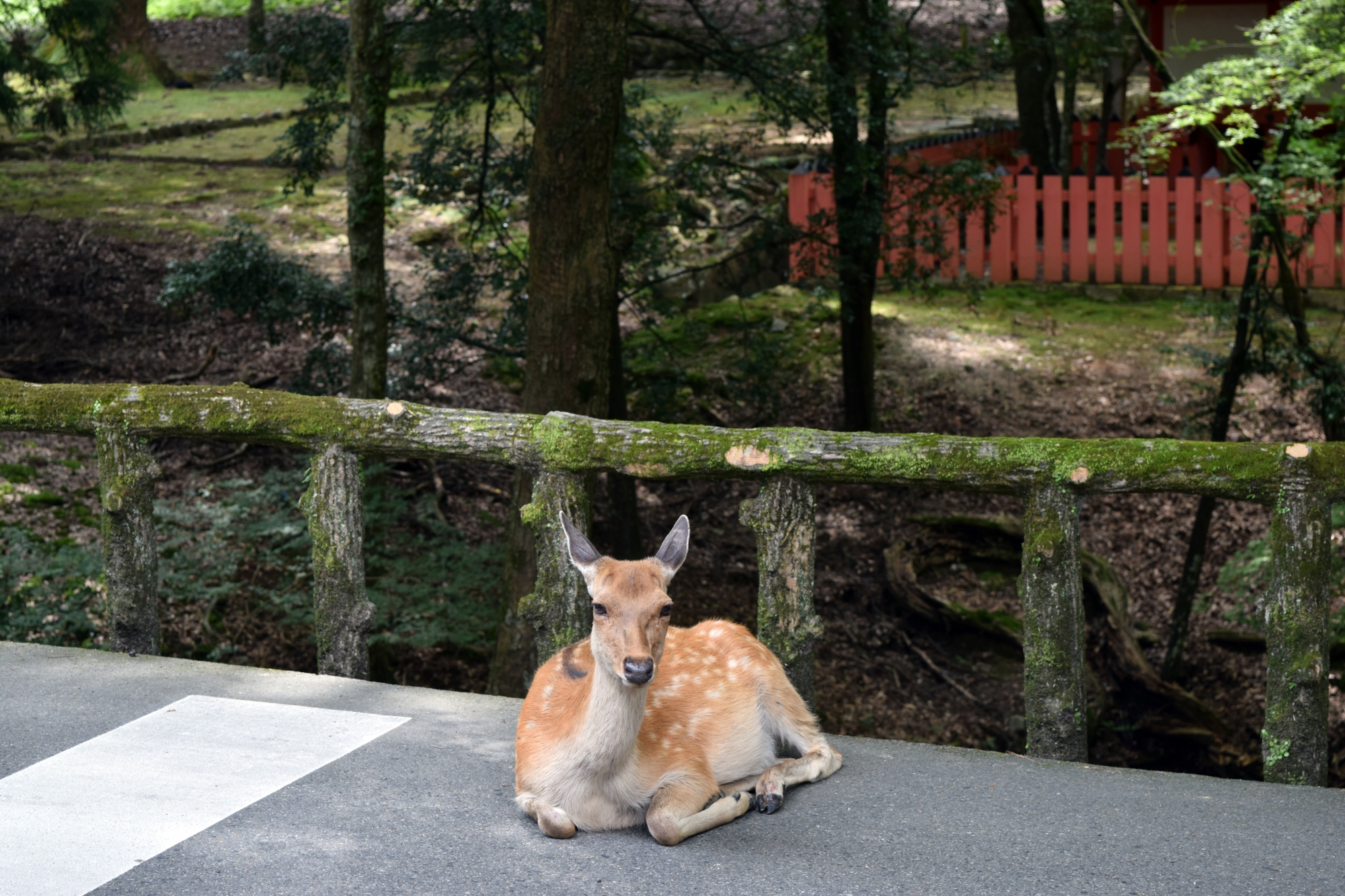 Deer in Nara lying down like a stoned Bambi.