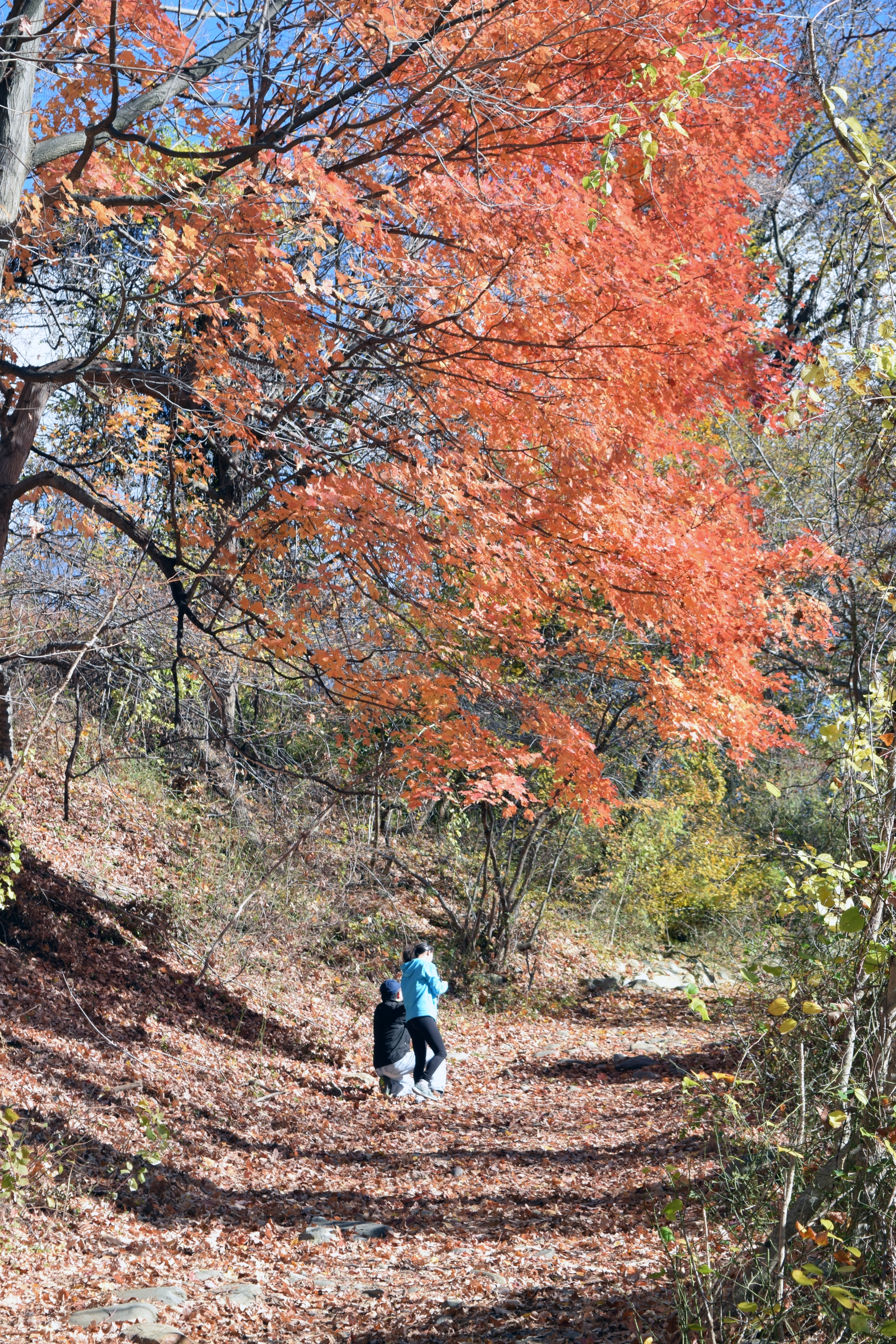 Red Tree Trail.jpg