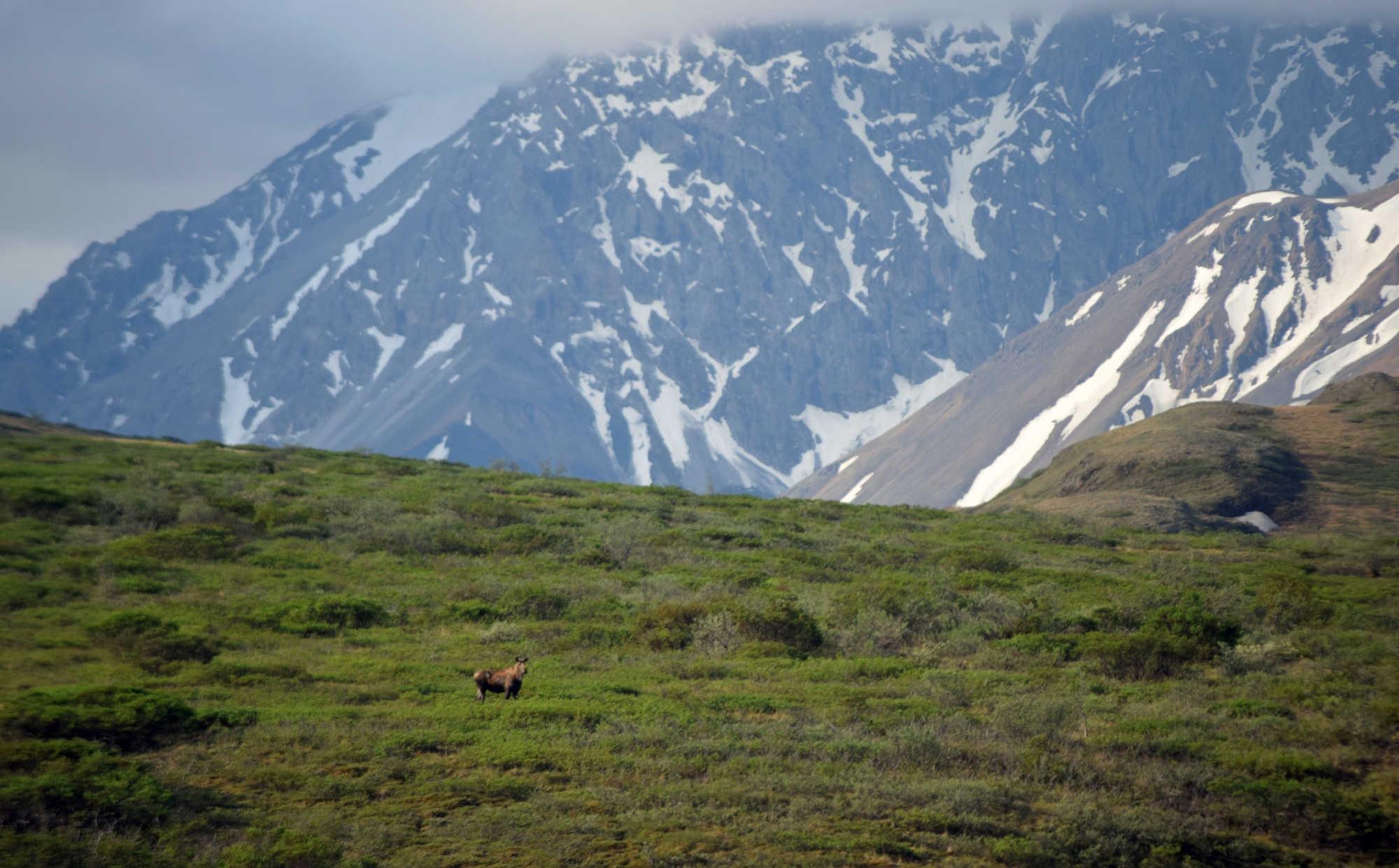 Moose on Hillside with Mountains